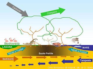 L’ACQUA E I SERVIZI ECOSISTEMICI