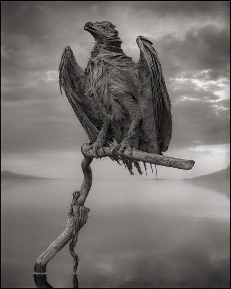 Calcified Fish Eagle