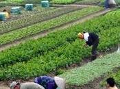 Sicurezza alimentare: transizione verso “green agricolture”