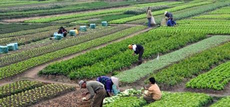 Sicurezza alimentare: transizione verso una “green agricolture”