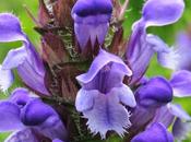 Prunella Vulgaris: proprietà