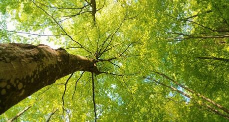 RINASCITA IN DIVENIRE