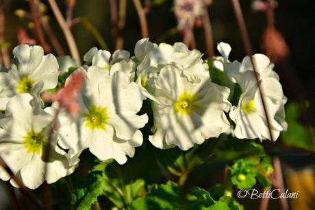 20160220_fiori_sul_balcone_a_sud (4)