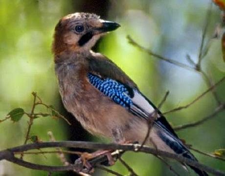 La ghiandaia: furbo pennuto