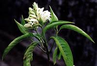 Affezioni respiratoriee asma allergica: il potente aiuto dell'Adhatoda vasica