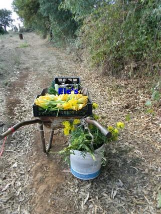 Tutti i vantaggi del curare un orto o un giardino