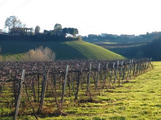 Leggi sulla viticoltura: presentato il Codice della Vite e del Vino 2016