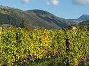 L'Amarone della Valpolicella sbarca Bologna