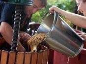 "Parchi eolici fuorilegge", Federazione Italiana Vignaioli Indipendenti scrive ministro Martina