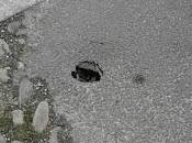 PAVIA. Milazzo, continuano comparire buchi lungo tracciato della fognatura.