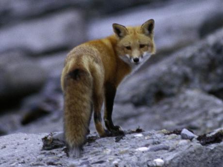 fotografia naturalistica