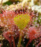 Drosera, la pianta carnivora che cura asma e tosse