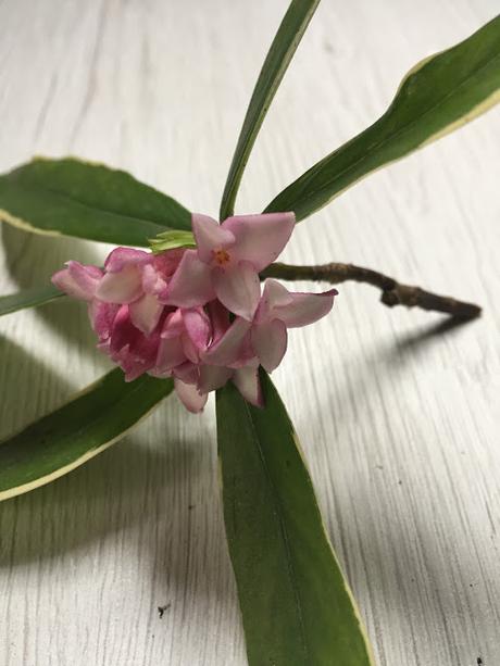 DAPHNE, FIORI E PROFUMI D'INVERNO