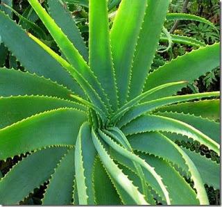 Crema 100% aloe vera: vergognosamente facile