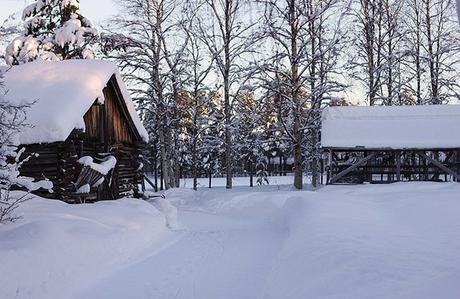 Mustikkakukko finlandia