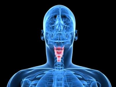 MILANO. Studi italiani sull’ipotiroidismo dimostrano che la Levotiroxina può essere assunta in forma liquida con la colazione.