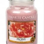 Peony Yankee Cadle