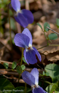 un paio di scatti a: primi segni di primavera