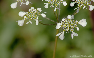 un paio di scatti a: primi segni di primavera