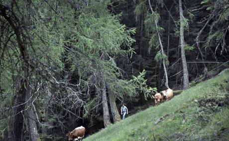 Alpeggi: in Lombardia 32 malghe da adottare per giovani che amano la montagna