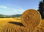 Guida turistica della Maremma: scopri la bellezza del territorio maremmano.