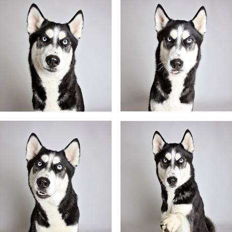 web-humane-society-utah-dog-photobooth
