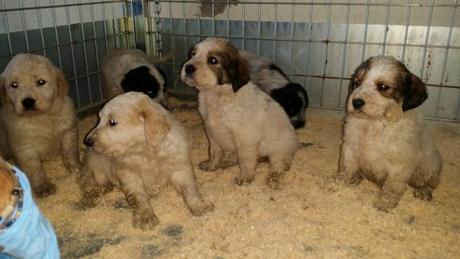 canile municipale napoli