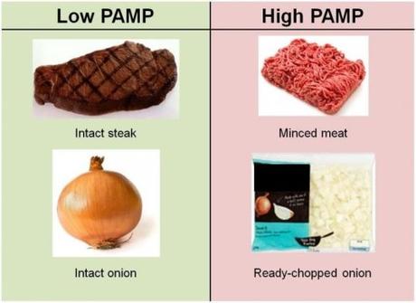 I cibi preparati e il rischio PAMP (pattern molecolari associati a patogeni)