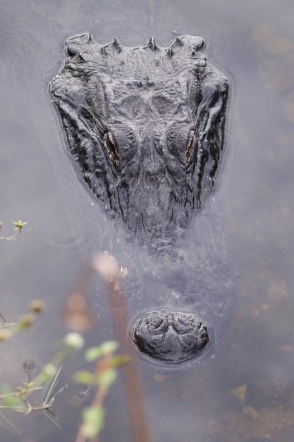 La palude dietro Miami: le Everglades
