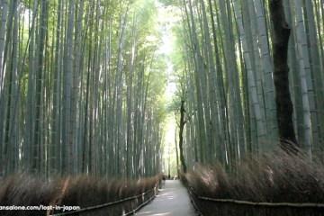 La palude dietro Miami: le Everglades