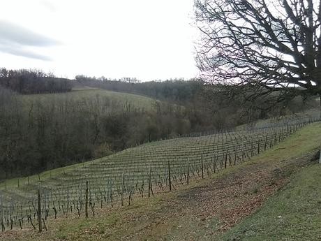 Barrique e bollicine. Viaggio all'Azienda vitivinicola Montesissa, fra tradizione e futuro