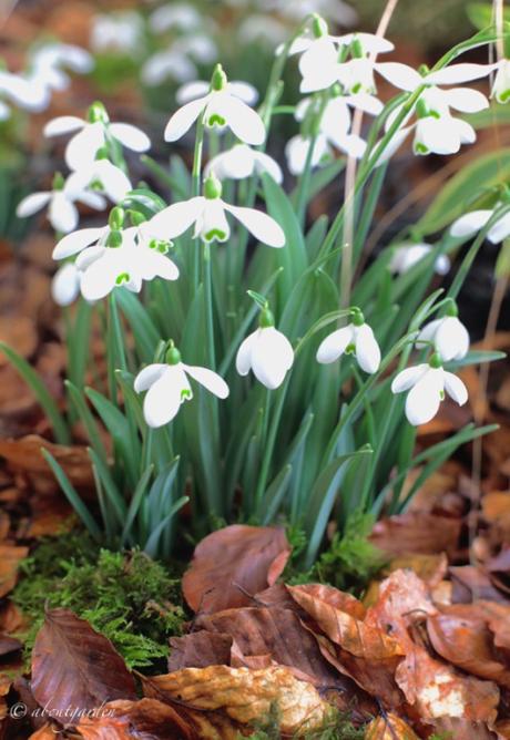 Galanthus S. Arnott