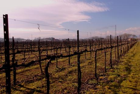 NON VEDRÒ QUESTA VOSTRA PRIMAVERA