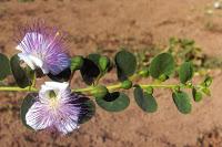 Estratti di fiori di cappero contro le allergie