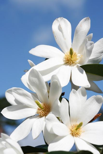 fairy-magnolia-white-copy