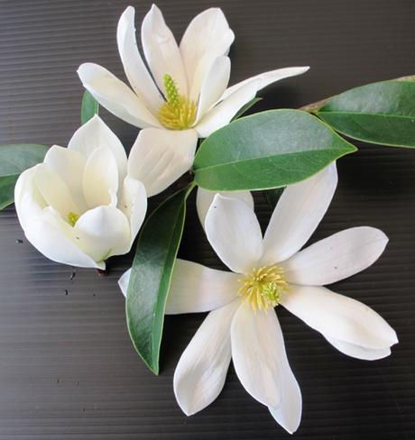 fairy-magnolia-white-copy