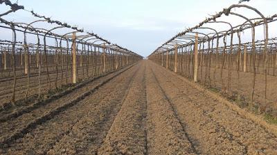 I Vini delle Sabbie di Corte Madonnina: viaggio al delta del Po, nel cuore della Doc Bosco Eliceo