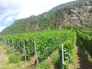 Nuove frontiere per il vino italiano: dal biologico al Wine Beauty