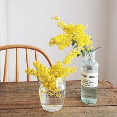 Idee con i fiori della Mimosa