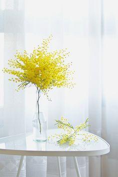Idee con i fiori della Mimosa