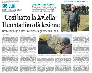 Lucio Pisanello di Alezio del Salento leccese pratica innesti di gemme di olivi leccino su OLIVI INFETTI DI XYLELLA OTTENENDO SUCCESSI da due anni