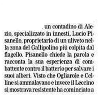 Lucio Pisanello di Alezio del Salento leccese pratica innesti di gemme di olivi leccino su OLIVI INFETTI DI XYLELLA OTTENENDO SUCCESSI da due anni