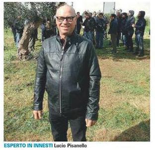 Lucio Pisanello di Alezio del Salento leccese pratica innesti di gemme di olivi leccino su OLIVI INFETTI DI XYLELLA OTTENENDO SUCCESSI da due anni