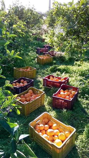 Agricoltura sostenibile delle Arance Siciliane di Naturalmente Contadini
