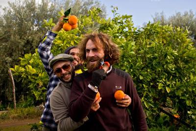 Agricoltura sostenibile delle Arance Siciliane di Naturalmente Contadini