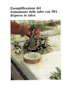 Primi appunti sull’innesto dell’olivo nel Salento leccese