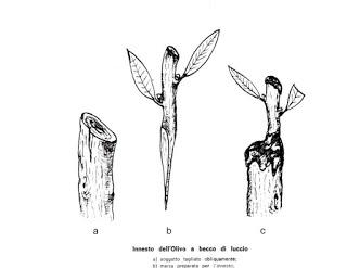 Primi appunti sull’innesto dell’olivo nel Salento leccese