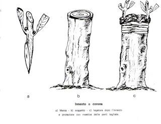 Primi appunti sull’innesto dell’olivo nel Salento leccese