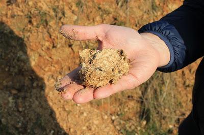 Antichi Vigneti Cantalupo, Nebbiolo alla 
