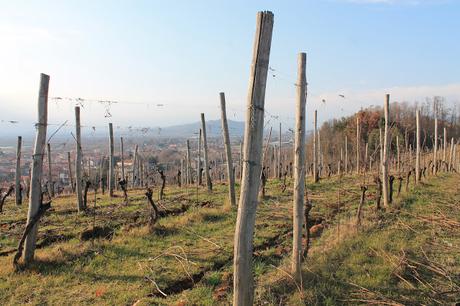 Antichi Vigneti Cantalupo, Nebbiolo alla 
